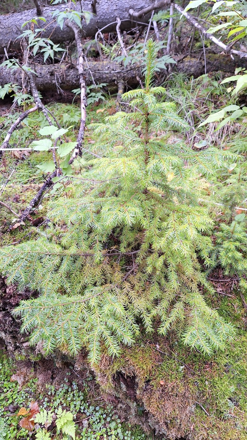 Picea jezoensis subsp. jezoensis