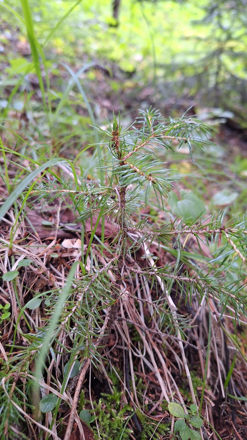Picea jezoensis subsp. jezoensis photo 2