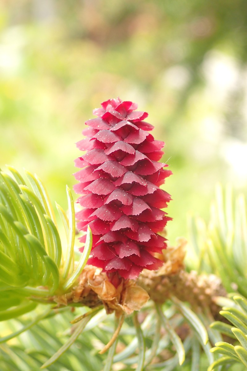 Picea jezoensis subsp. jezoensis photo 3