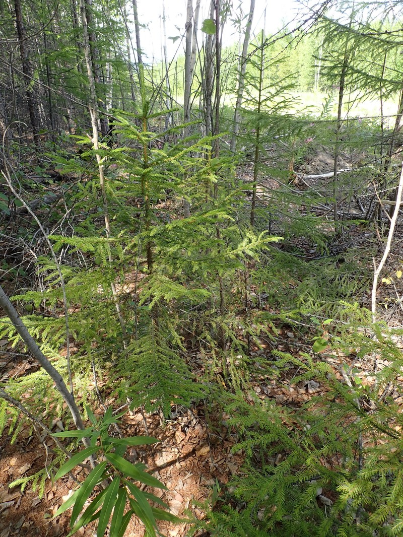 Picea jezoensis subsp. jezoensis photo 4