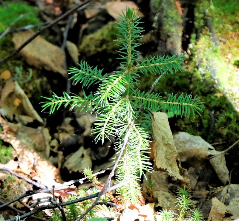 Picea jezoensis subsp. jezoensis photo 5