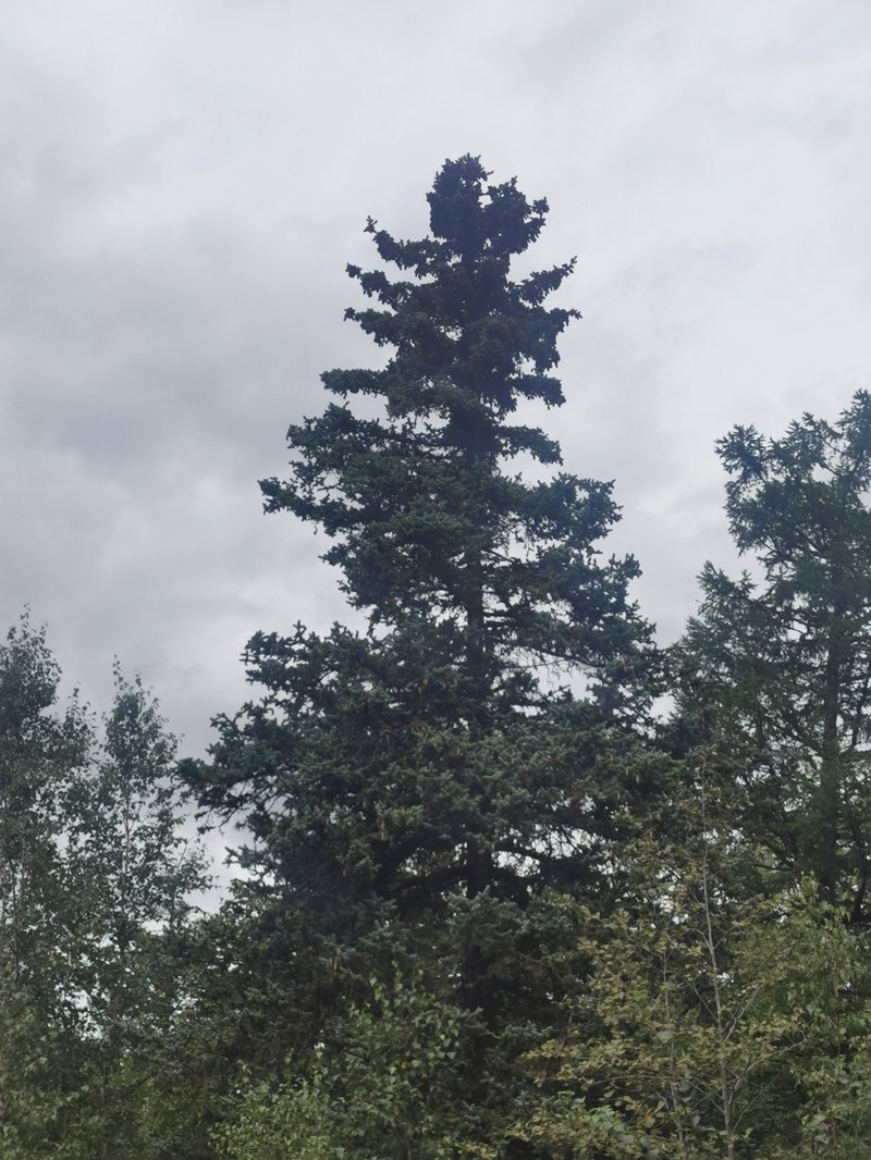 Picea jezoensis subsp. jezoensis photo 6