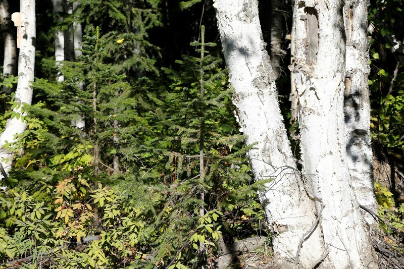 Picea jezoensis subsp. jezoensis photo 7