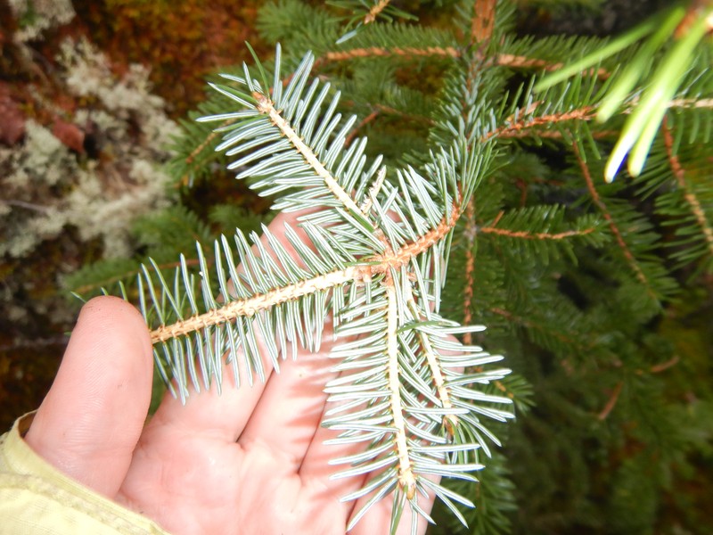 Picea jezoensis subsp. jezoensis photo 8