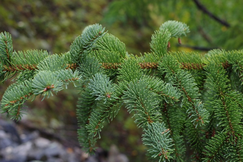 Picea koraiensis photo 3