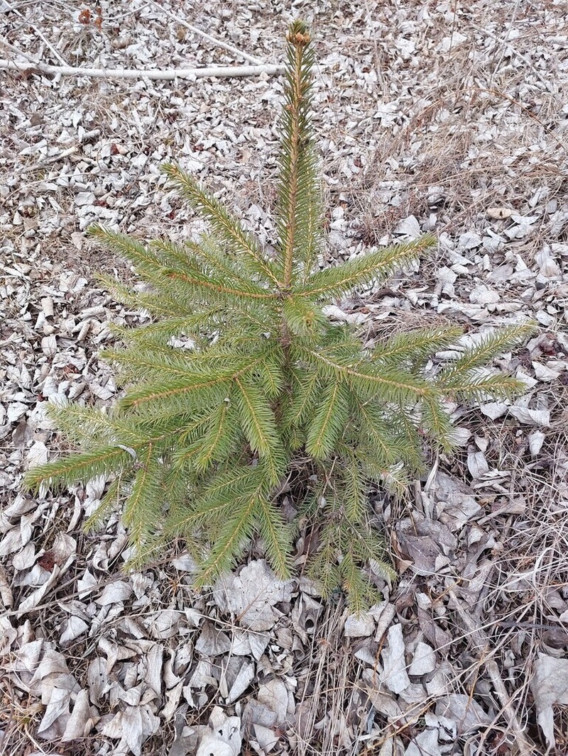 Picea koraiensis photo 4