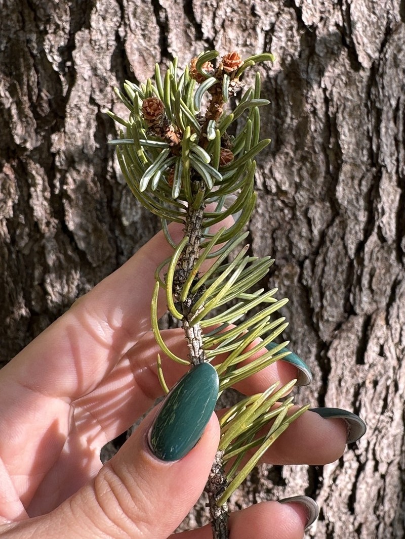 Picea koraiensis photo 5