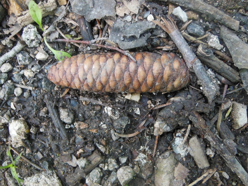 Picea koraiensis photo 6