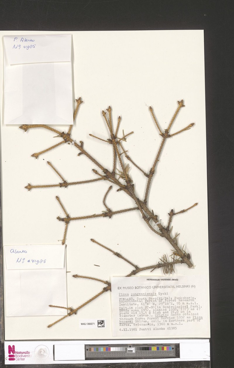 Picea koraiensis var. pungsanensis
