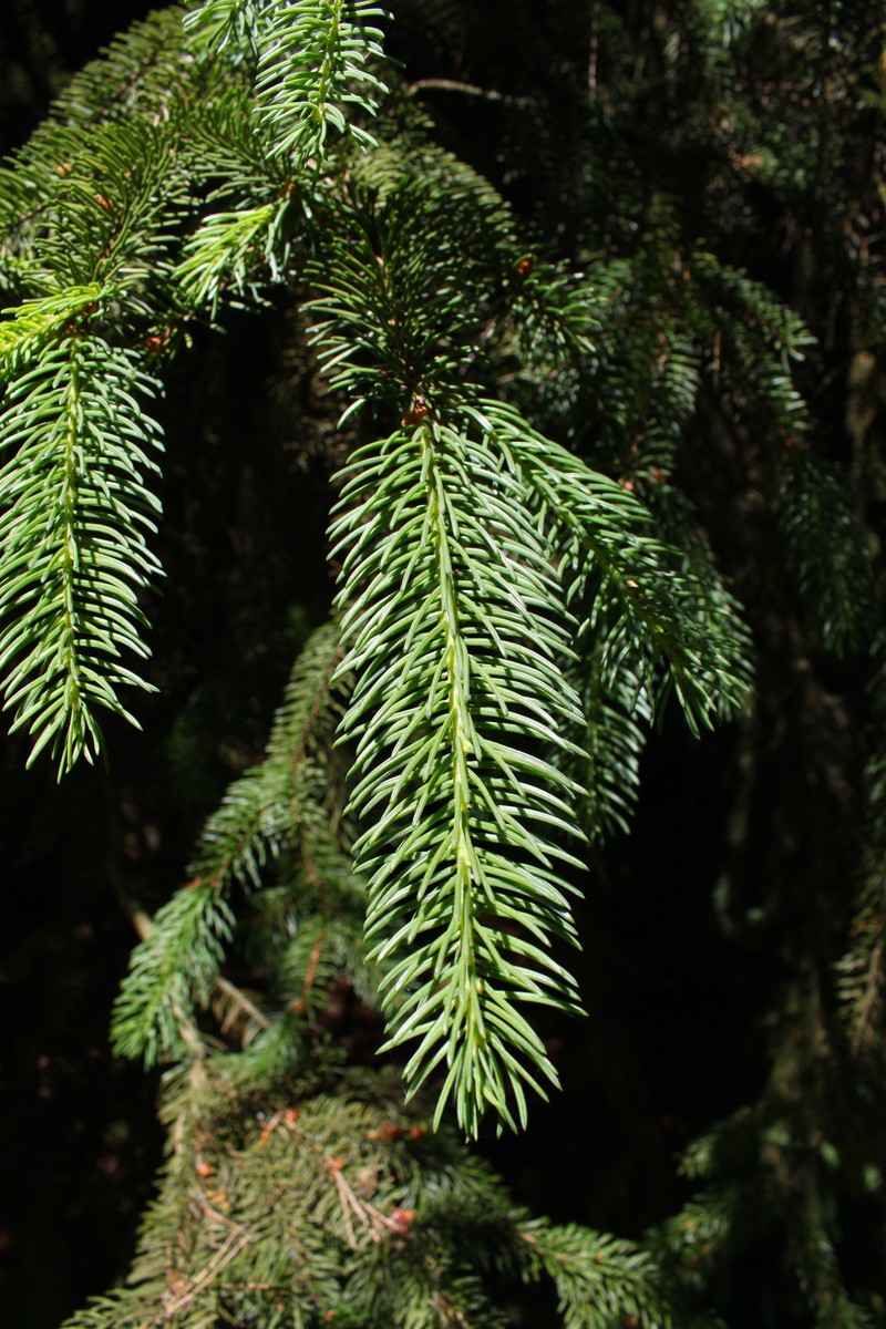 Picea koyamae
