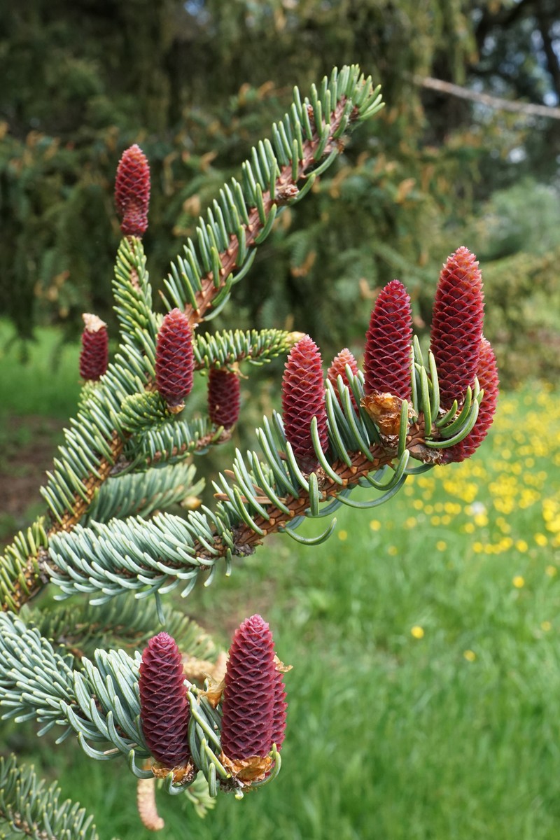 Picea koyamae photo 2