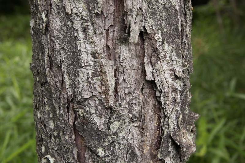 Picea koyamae photo 3