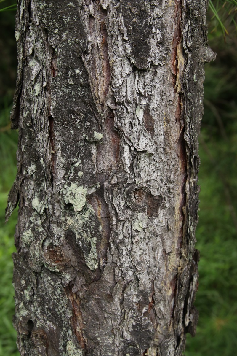 Picea koyamae photo 4