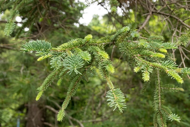 Picea koyamae photo 5