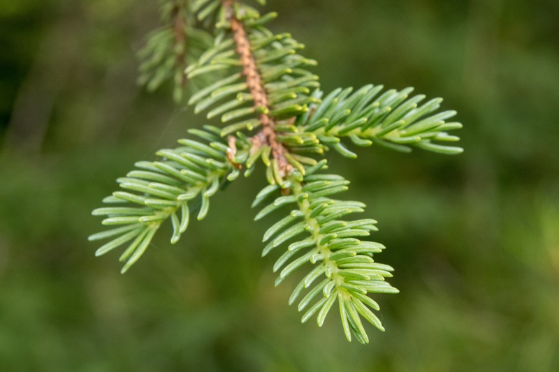 Picea koyamae photo 6