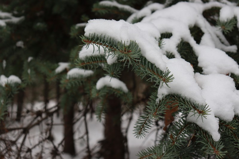 Picea koyamae photo 7