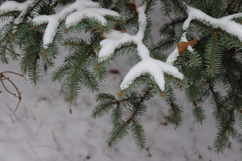 Picea koyamae photo 8