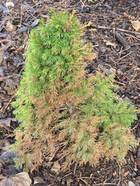 White Spruce