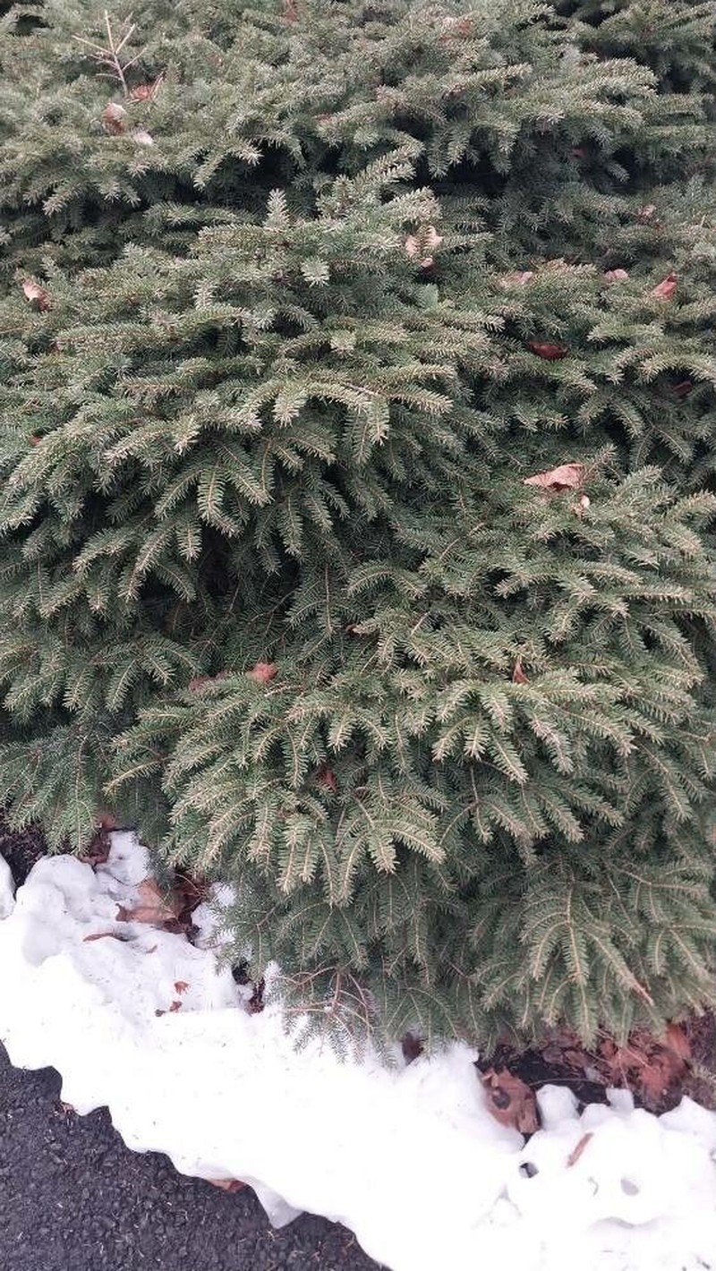 White Spruce photo 2