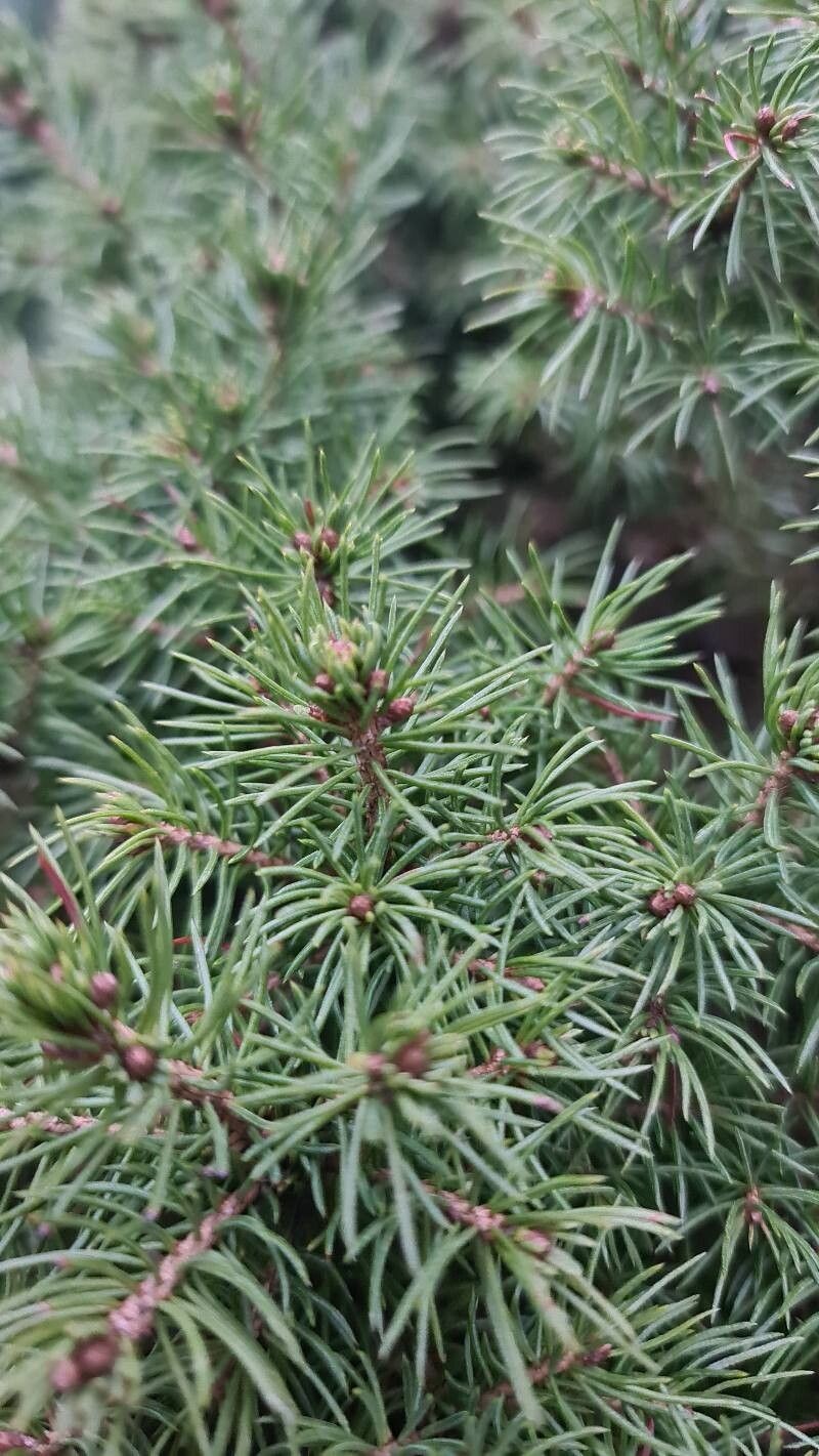 White Spruce photo 3