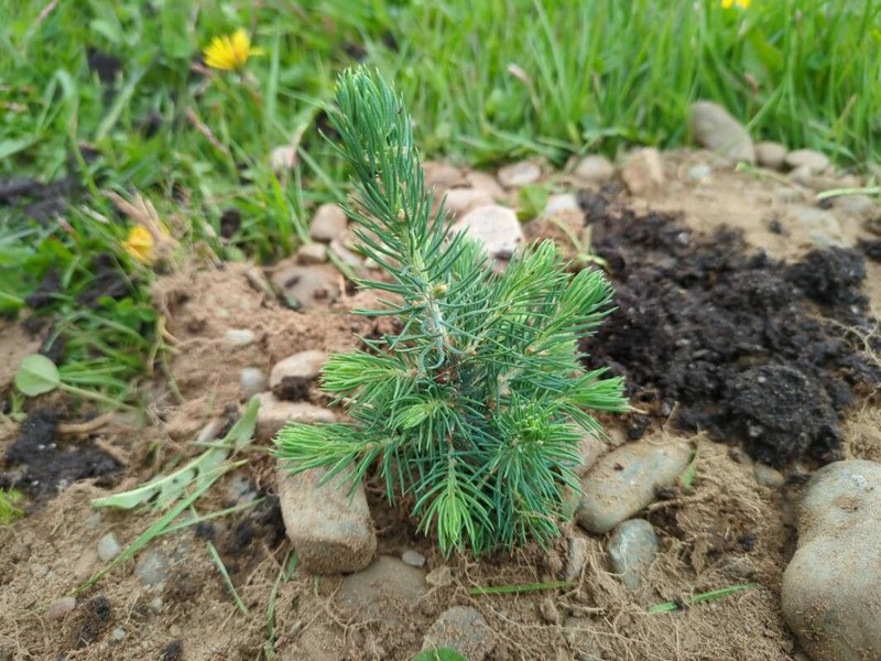 White Spruce photo 4