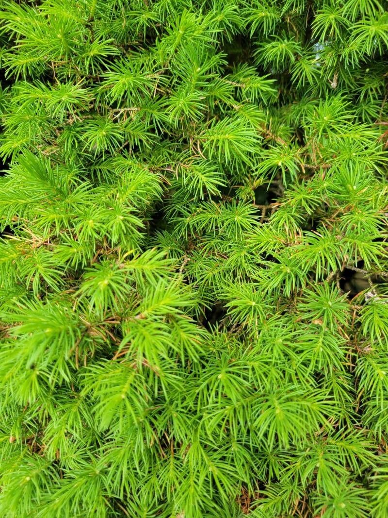 White Spruce photo 5