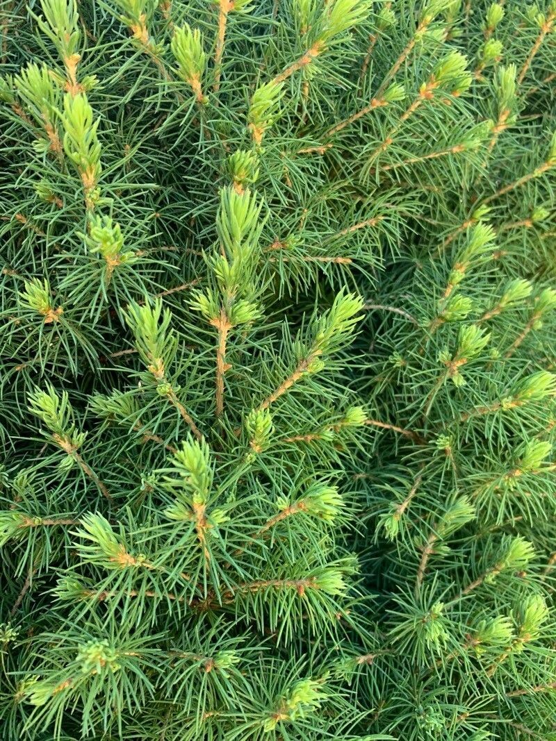White Spruce photo 6