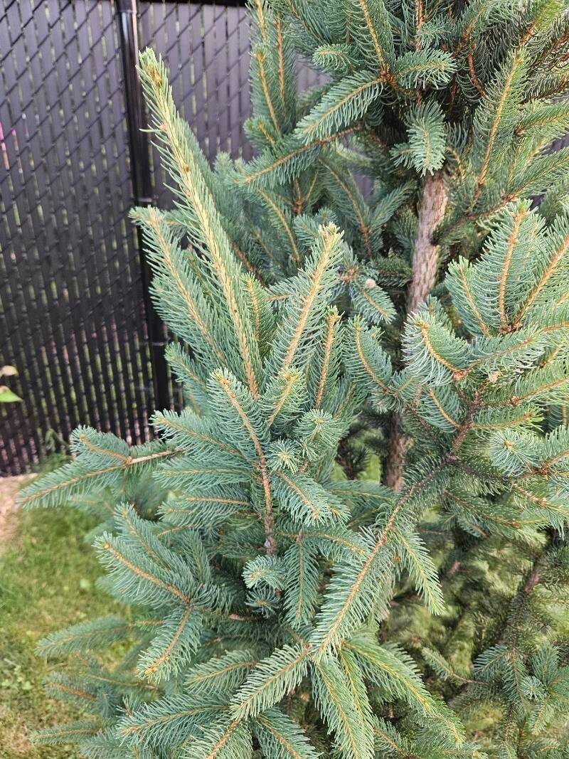 White Spruce photo 7