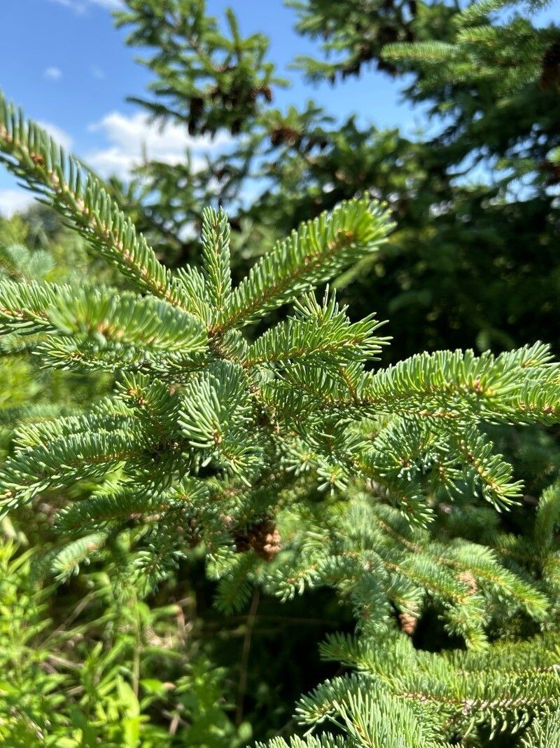White Spruce photo 8