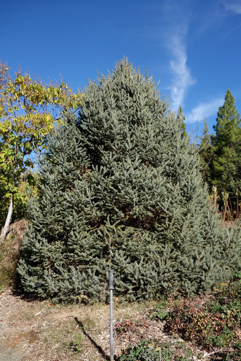 Picea likiangensis