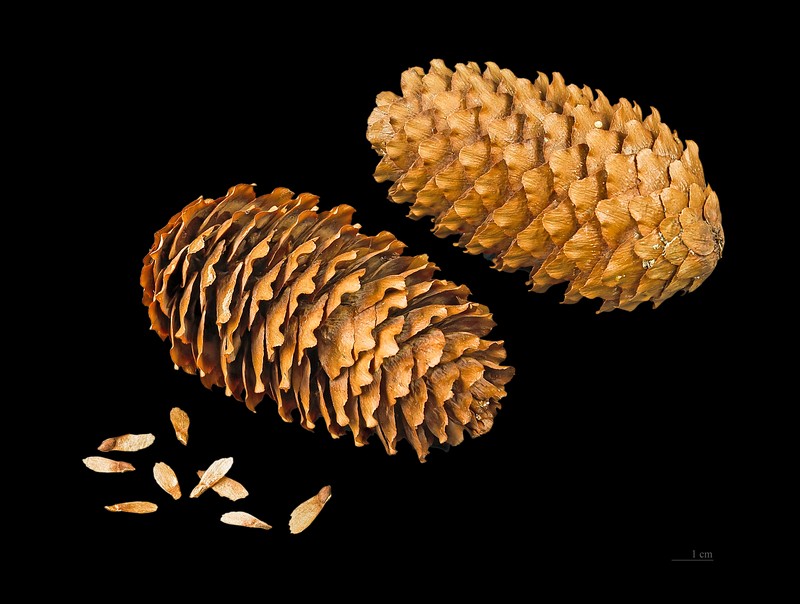 Picea likiangensis photo 2