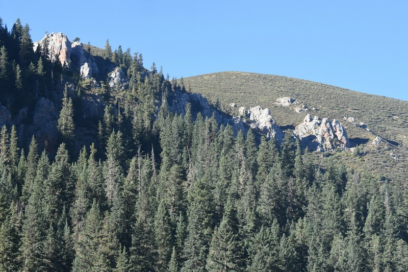 Picea likiangensis photo 3