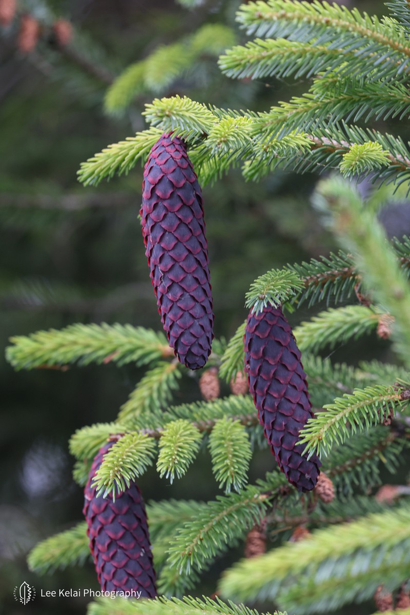 Picea likiangensis photo 4