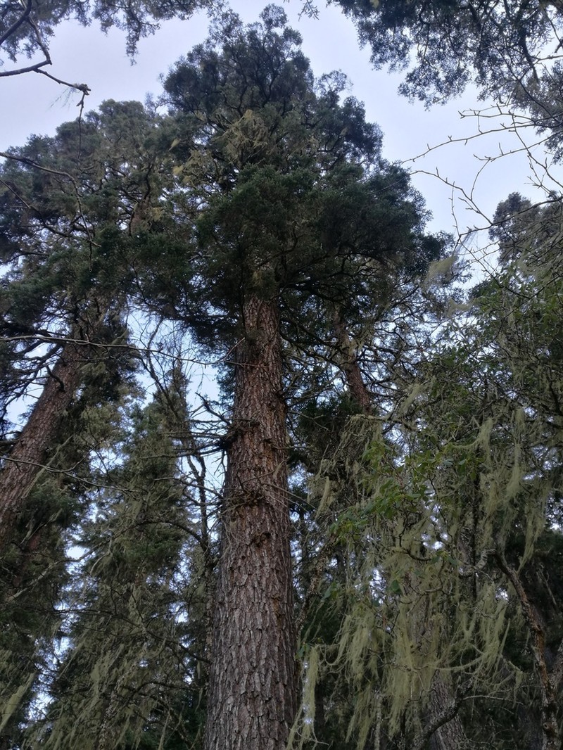 Picea likiangensis photo 5