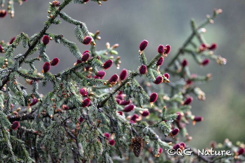 Picea likiangensis photo 6