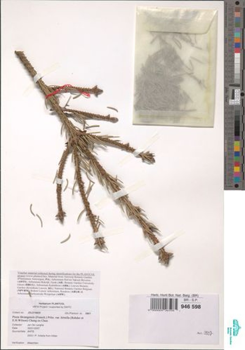 Picea likiangensis var. hirtella