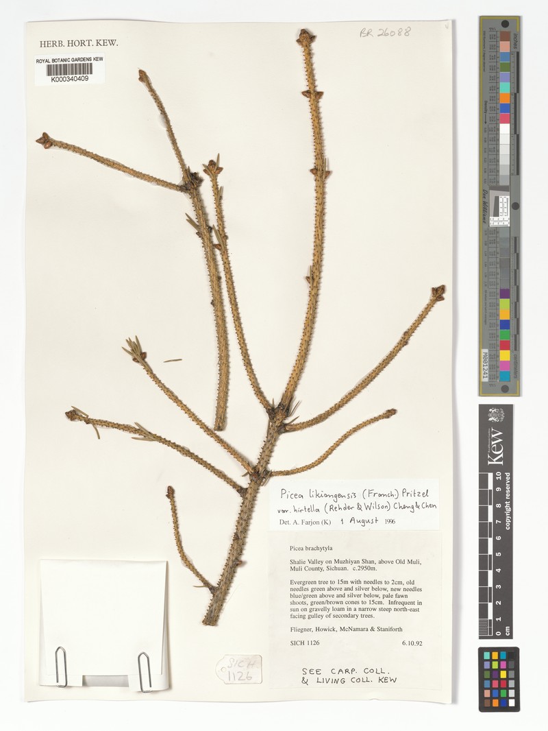 Picea likiangensis var. hirtella photo 2