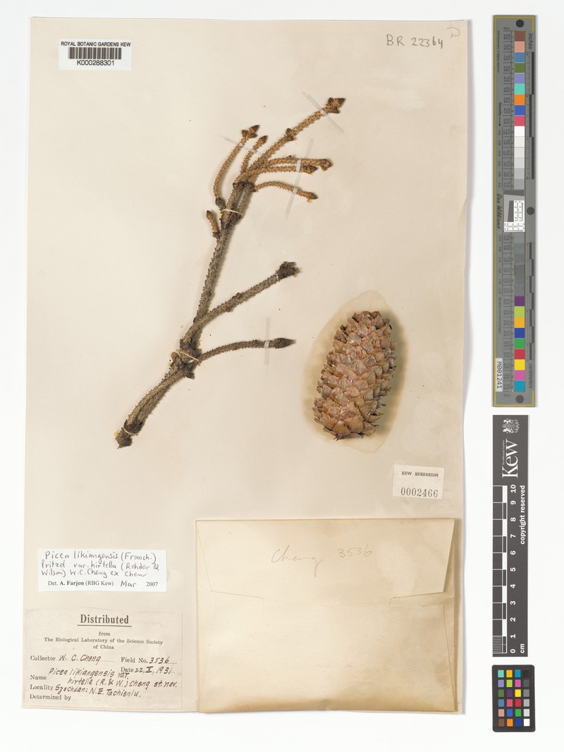 Picea likiangensis var. hirtella photo 3