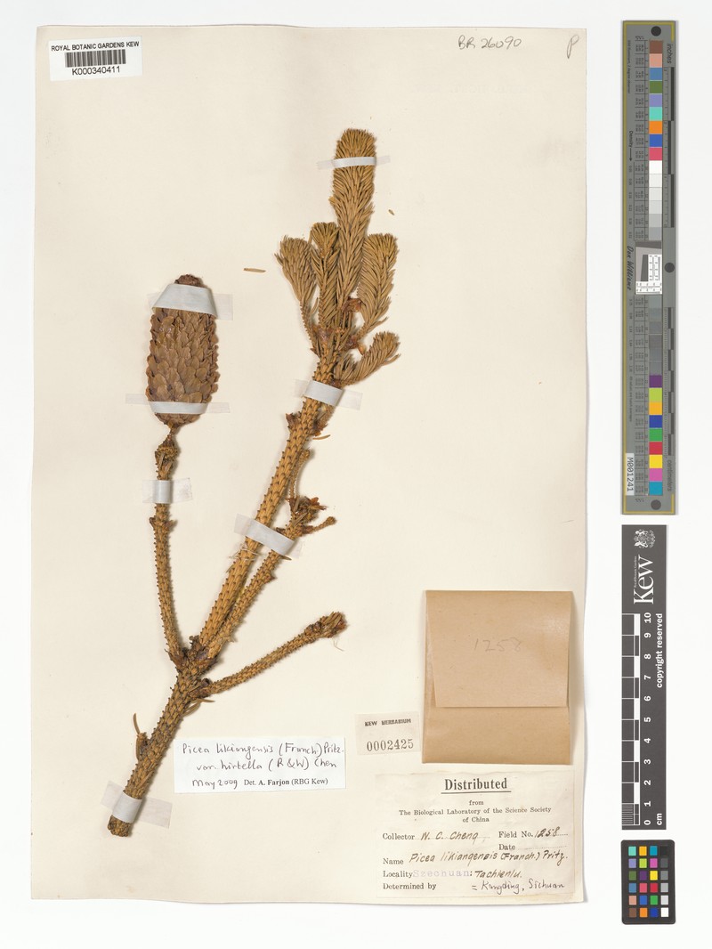 Picea likiangensis var. hirtella photo 4