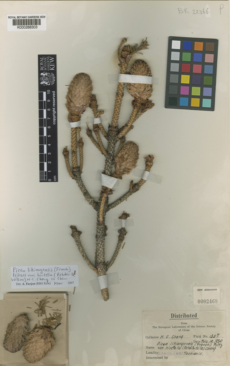 Picea likiangensis var. hirtella photo 5