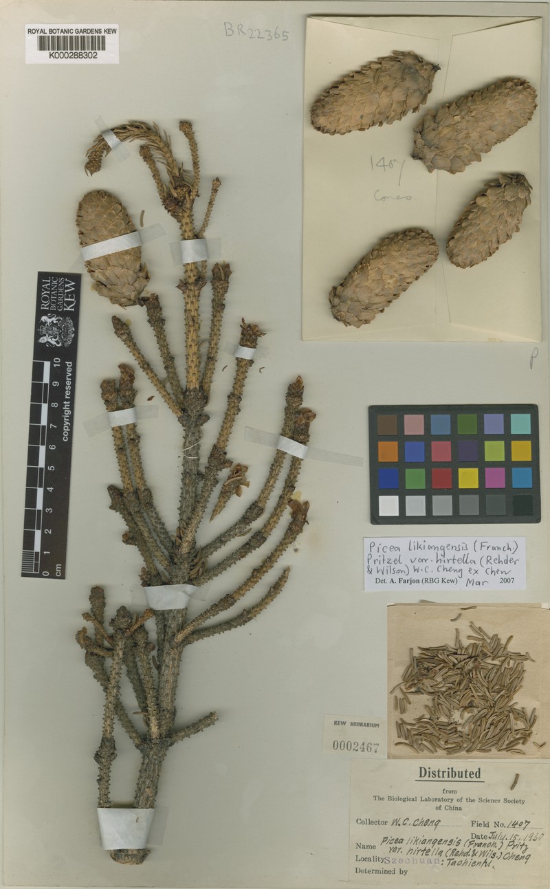 Picea likiangensis var. hirtella photo 6