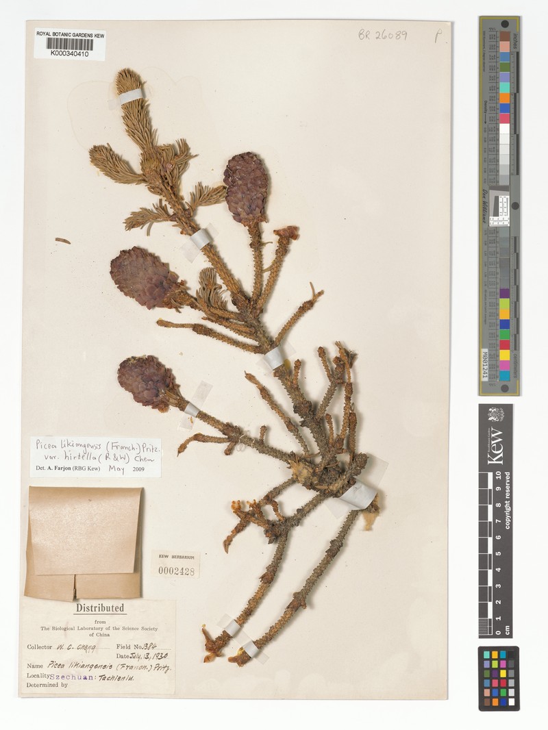 Picea likiangensis var. hirtella photo 7