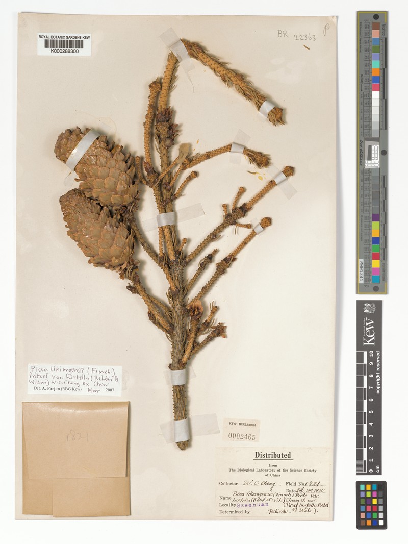 Picea likiangensis var. hirtella photo 8