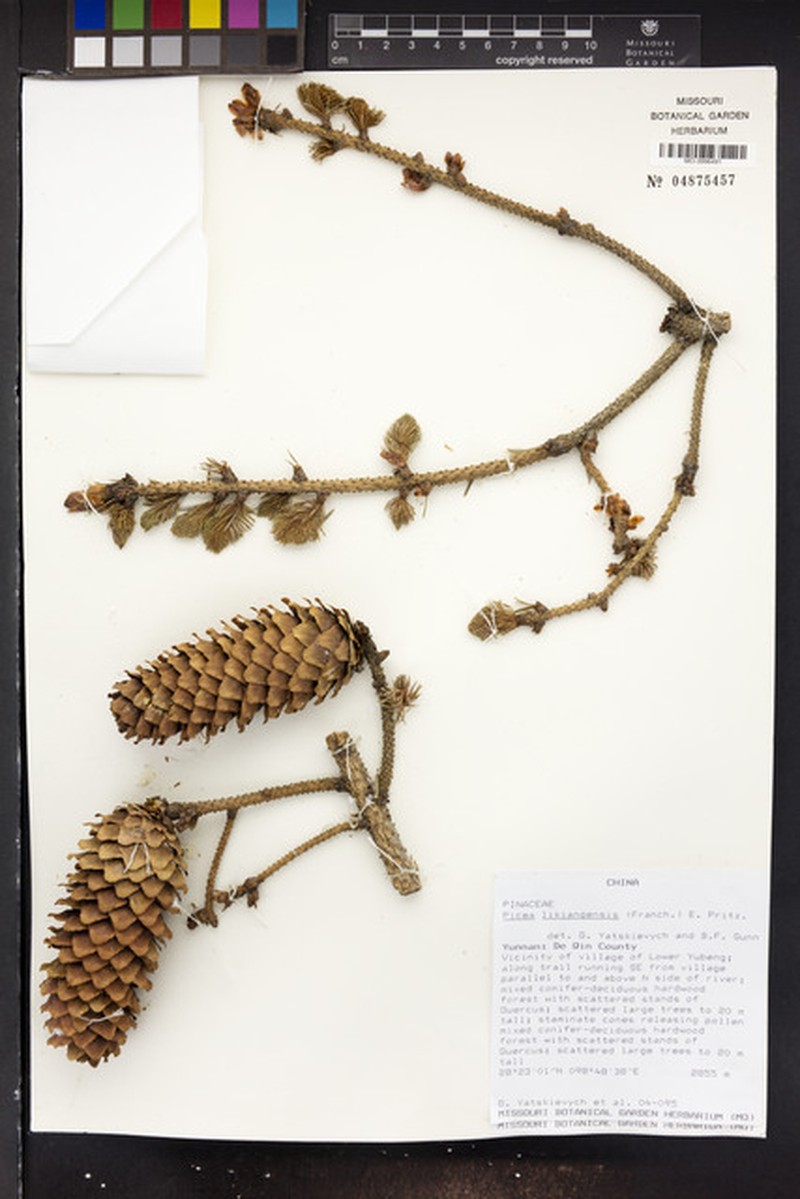 Picea likiangensis var. likiangensis