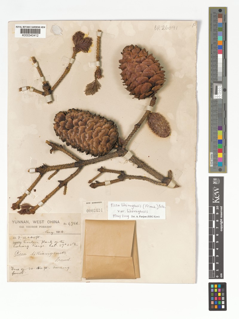 Picea likiangensis var. likiangensis photo 2