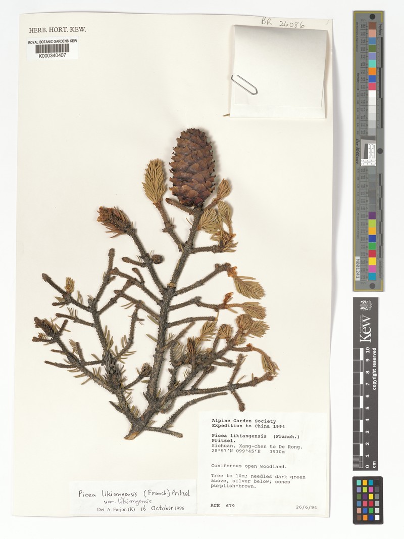 Picea likiangensis var. likiangensis photo 3