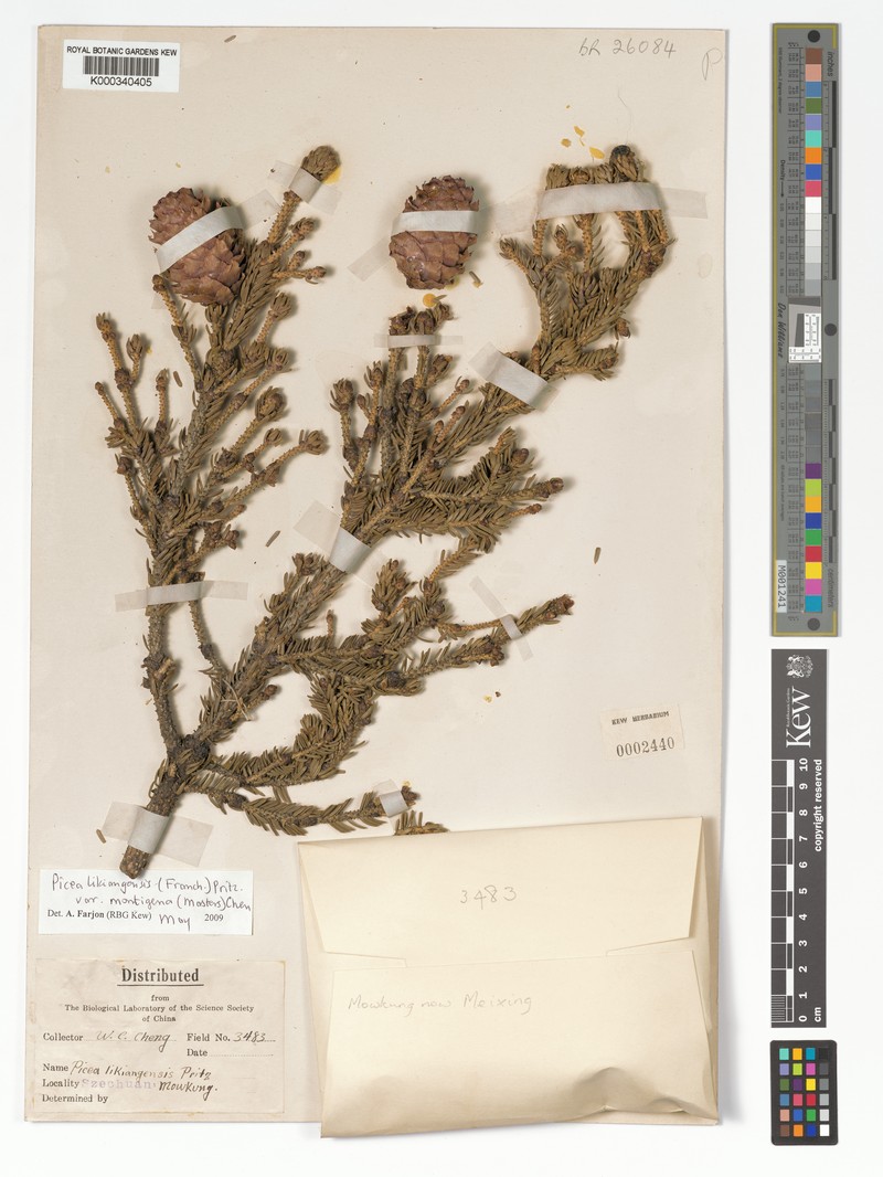 Picea likiangensis var. montigena photo 2