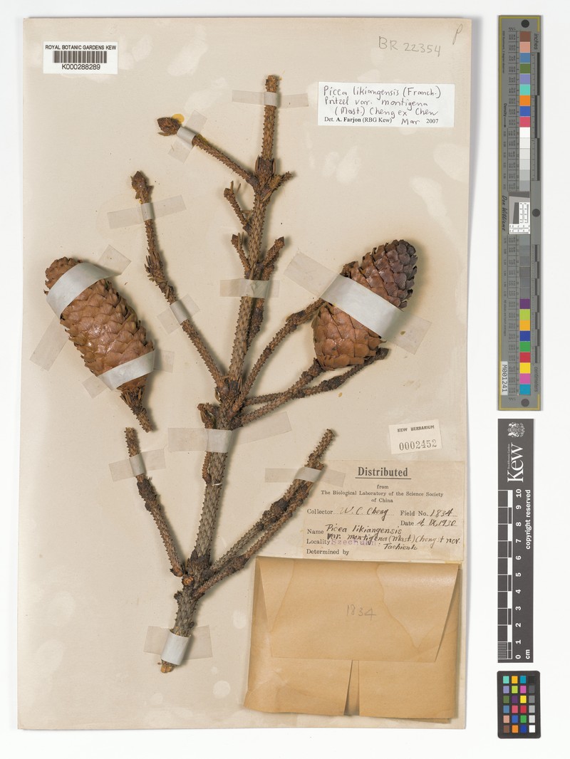 Picea likiangensis var. montigena photo 4