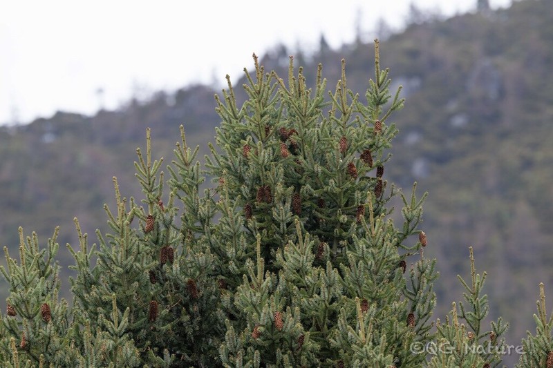 Picea linzhiensis photo 2