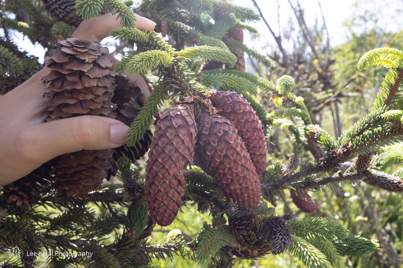 Picea linzhiensis photo 3
